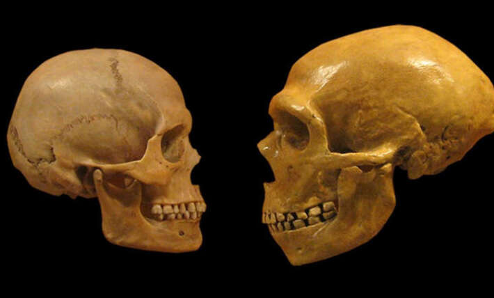 We outlasted Neanderthals thanks to one key difference, study suggests
