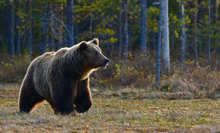 California confirms first fatal black bear attack in state history