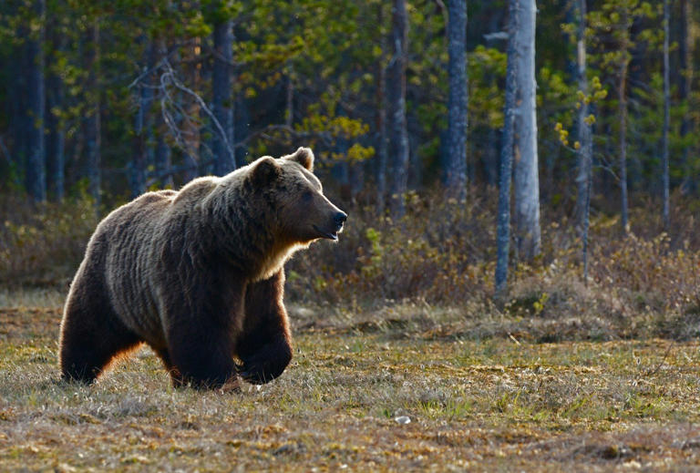 California confirms first fatal black bear attack in state history