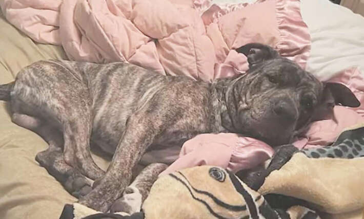 Louisiana woman’s dog killed by 11-foot alligator while on a leash and harness: ‘There was no fighting him’