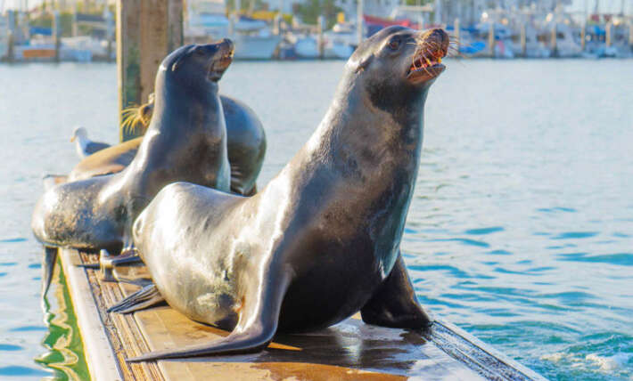 Teen pleads guilty after kicking sea lion in the face and chasing it as it tried to escape