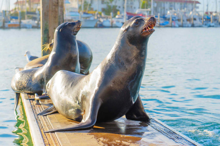 Teen pleads guilty after kicking sea lion in the face and chasing it as it tried to escape