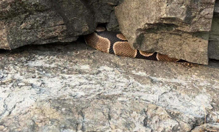 Hiker spots something wedged under a rock in a quarry — then realizes it’s a lost pet