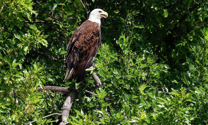 Texas man shot a bald eagle in his backyard. Now he’s going to prison