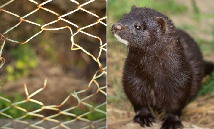1,500 mink escape from Oregon fur farm after late-night fence-cutting, officials say