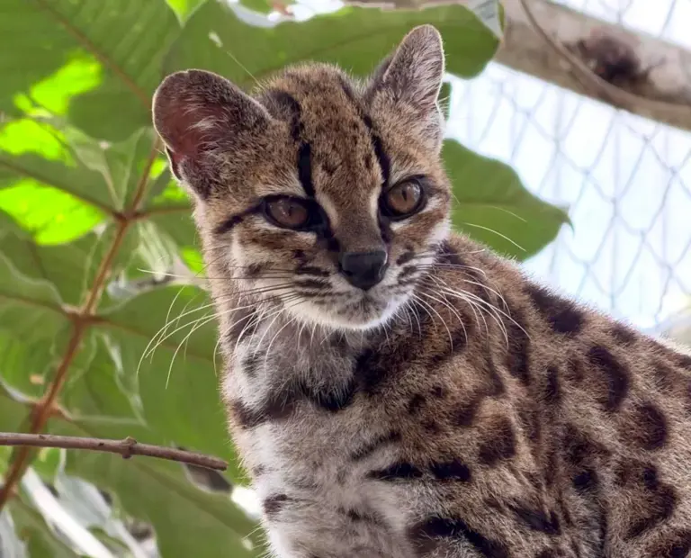 The first new wild cat species discovered in over 100 years – nobody knows if any others exist