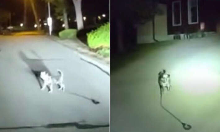 ‘Loyal’ dog hailed a hero for leading police home to its injured owner who had fallen and been stuck on the floor for 3 hours