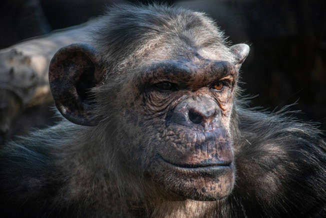 The bizarre DNA secrets we share with chimpanzees