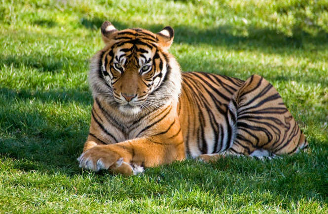 Man killed by 660-pound pet tiger after years of keeping the animal at home