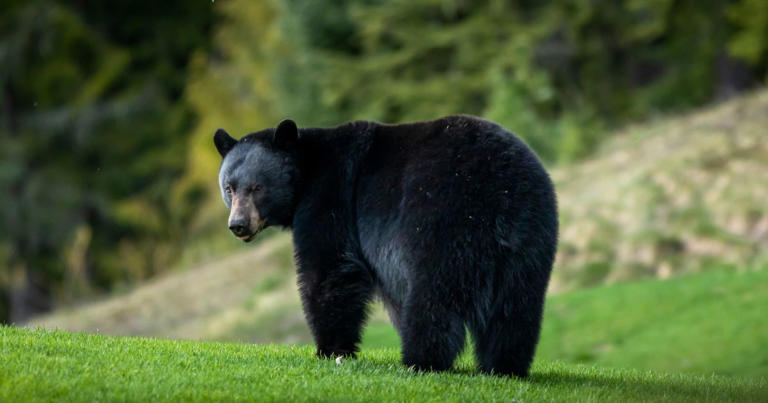 Connecticut homeowner jailed after opening fire on bear to protect his animals