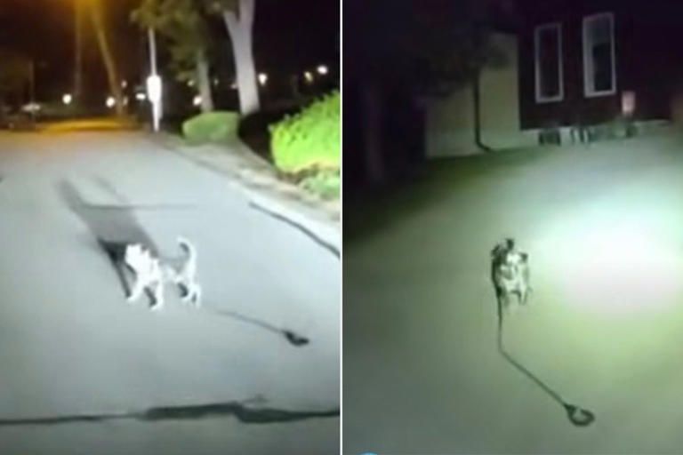 ‘Loyal’ dog hailed a hero for leading police home to its injured owner who had fallen and been stuck on the floor for 3 hours 2 AA2dqzqA