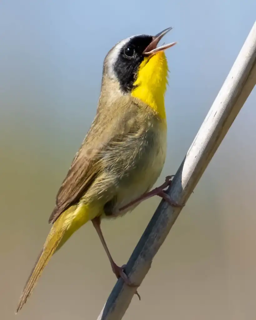 "Oh What a Beautiful Morning", sings the yellowthroat. 2 bafkreiel3zigfjtb5x5n5dt2ehnpzb2tinghkk6qcyhahibxzkilcktmma