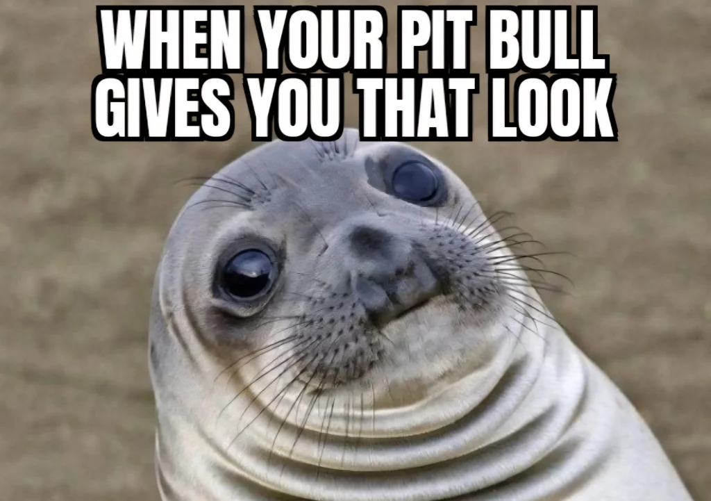 When your pit bull gives you that look