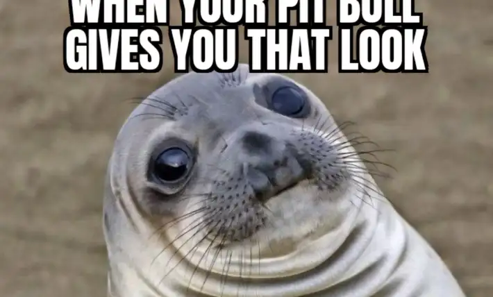 When your pit bull gives you that look